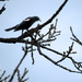 Red Winged Blackbird Cool by rminer
