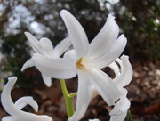 18th Apr 2015 - Hyacinth