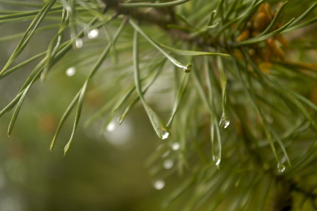 Water droplets on the pine by thewatersphotos