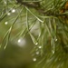 Water droplets on the pine by thewatersphotos