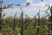 19th Apr 2015 - The orchards are blooming