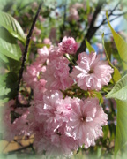 17th Apr 2015 - Powder Puff Blossoms