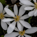 Bloodroot by skipt07