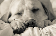 19th Apr 2015 - Let Sleeping Dogs 2