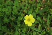 19th Apr 2015 - Yellow Flower
