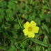 Yellow Flower by kerristephens