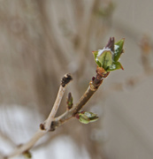 19th Apr 2015 - Lilac bud