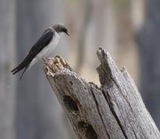 20th Apr 2015 - Female Tree Swallow