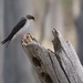 Female Tree Swallow by annepann