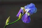 19th Apr 2015 - Iris Bloom