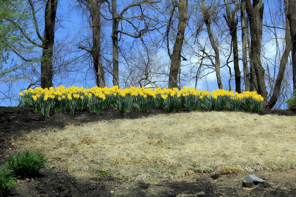 Spring On A Hillside by digitalrn