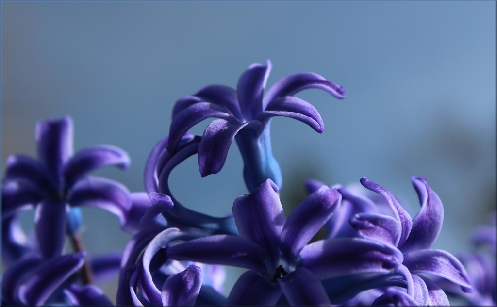 Blue Skies Blue Hyacinth by paintdipper