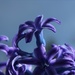 Blue Skies Blue Hyacinth by paintdipper