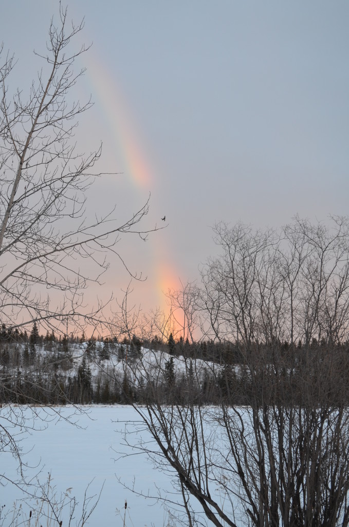 Day 271 - Frosty Rainbow by ravenshoe