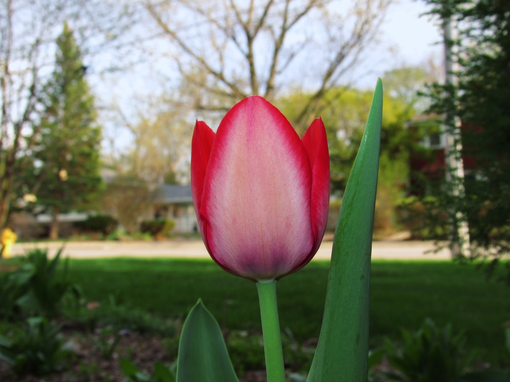 Tulip Season by randy23