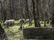 20th Apr 2015 - Sheep may safely graze (we spotted them before the dogs did).