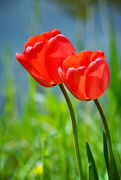 20th Apr 2015 - two tulips