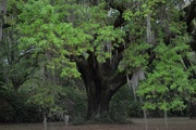 20th Apr 2015 - Finest Spring green, live oak, Dixie Plantation, Charleston, SC