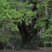 Finest Spring green, live oak, Dixie Plantation, Charleston, SC by congaree