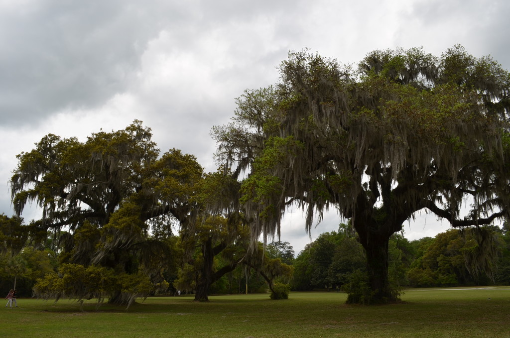 Live oaks, Dixie Plantation, Charleston County, SC by congaree