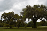 20th Apr 2015 - Live oaks, Dixie Plantation, Charleston County, SC