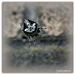 Jail Bird Spider... by julzmaioro