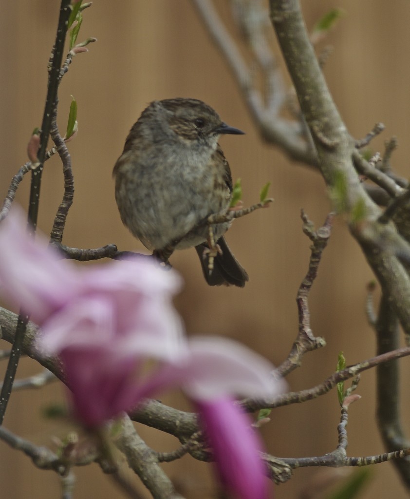 Hedge Sparrow by padlock
