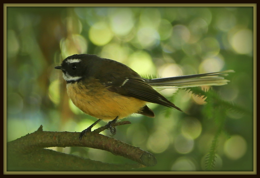 Fantail. by dide