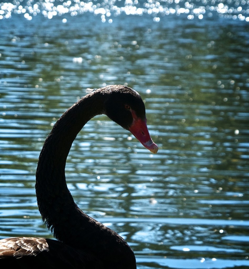 Black swan - profile  by brigette