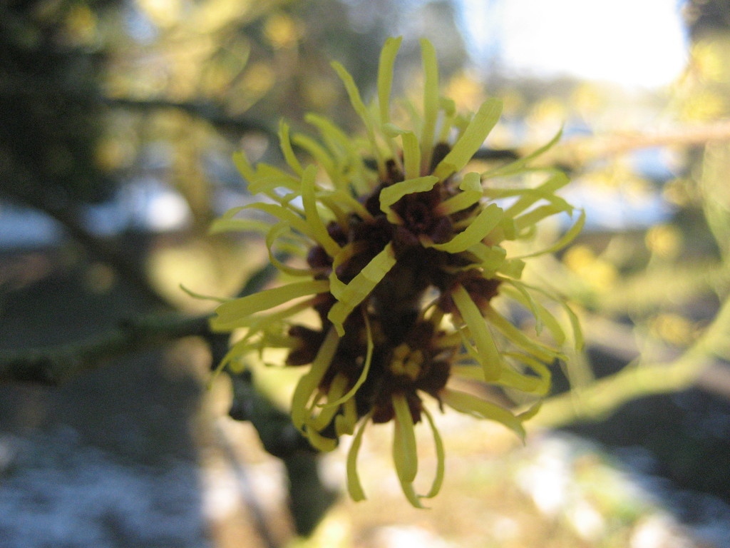 Witchhazel by steveandkerry