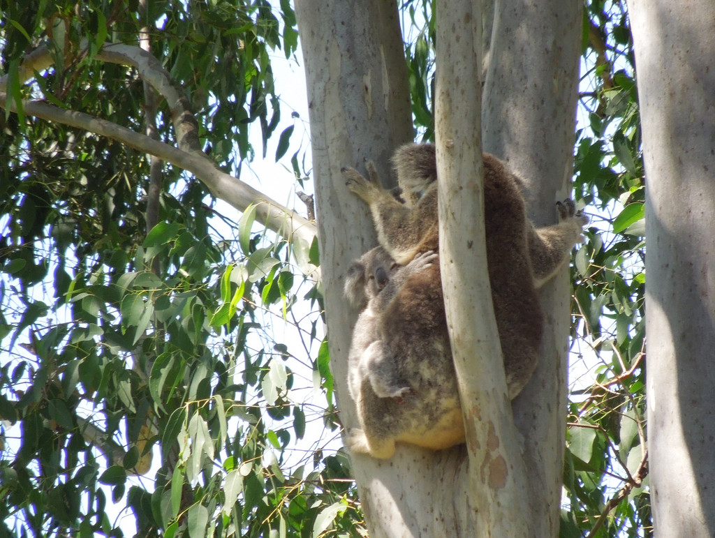 Gotcha covered! by koalagardens