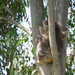 Gotcha covered! by koalagardens