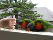7th Nov 2009 - Feeding rainbow lorakeets