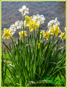 20th Apr 2015 - Daffodils
