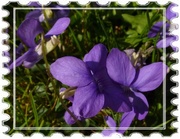 20th Apr 2015 - violets are purple