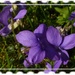 violets are purple by quietpurplehaze