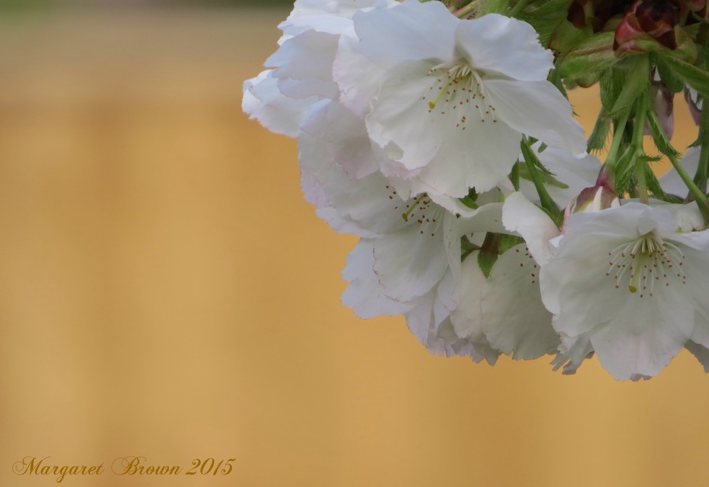 Cherry blossom white by craftymeg
