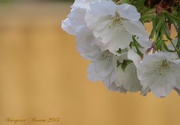 20th Apr 2015 - Cherry blossom white