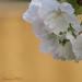Cherry blossom white by craftymeg
