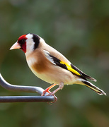 19th Apr 2015 -  19th April 2015 - Goldfinch