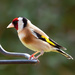  19th April 2015 - Goldfinch by pamknowler
