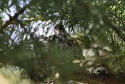 17th Apr 2015 - Hummingbird Nest