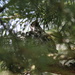 Hummingbird Nest by kimmer50