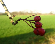 25th Dec 2013 - Berries