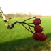Berries by steveandkerry