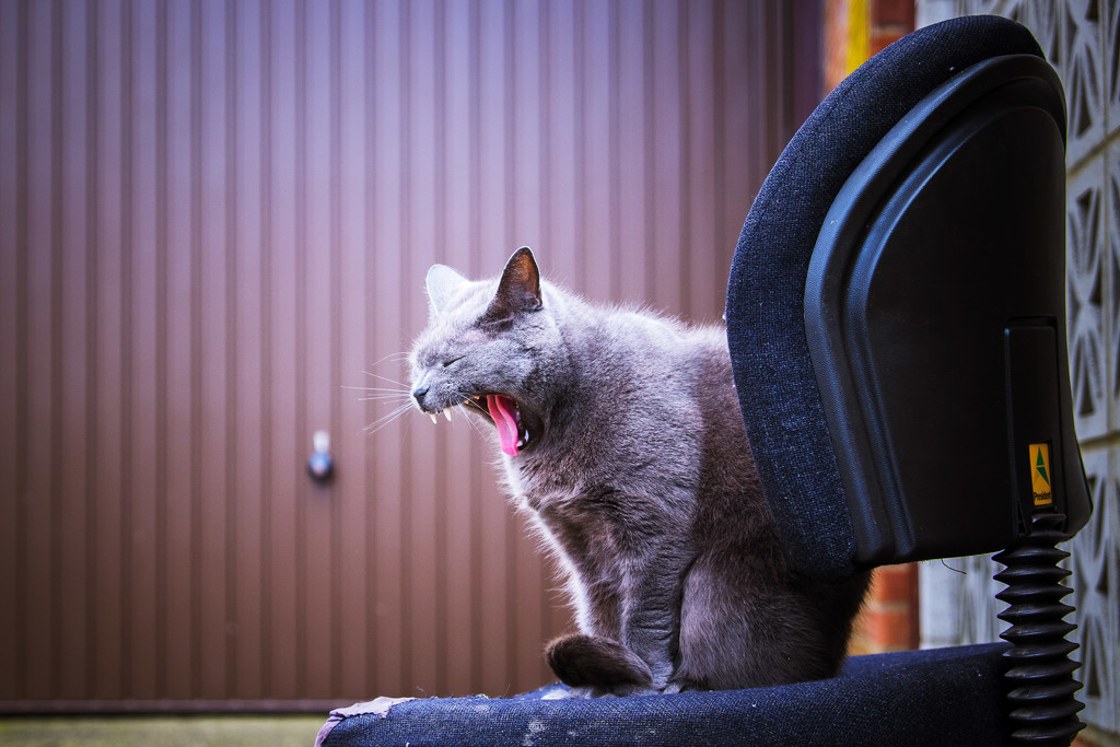 Day 095, Year 3 - Yawning Moggy by stevecameras