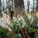 Dutchman Breeches with Tree by rminer