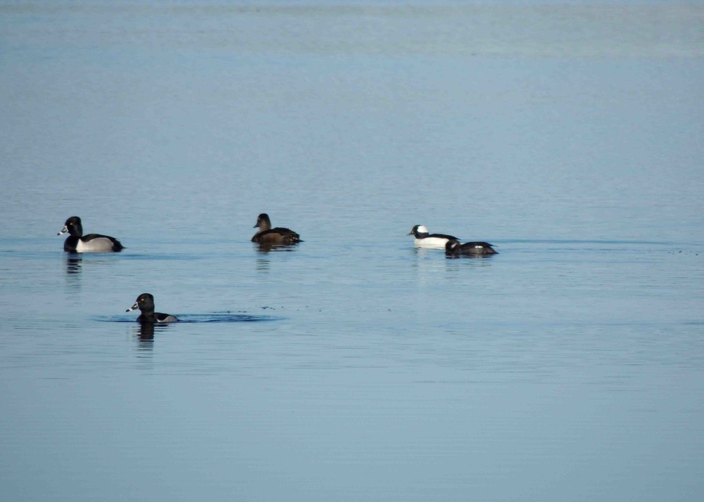Buffleheads With Some Ring Necks by sunnygreenwood