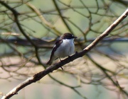 20th Apr 2015 - Pied Flycatcher (Male)