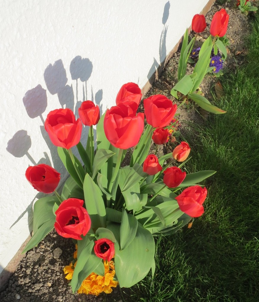 Tulips in our garden by g3xbm